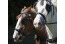 Kampeerplaatsen Het Caitwickerzand op de Veluwe met paardenweide VMP031